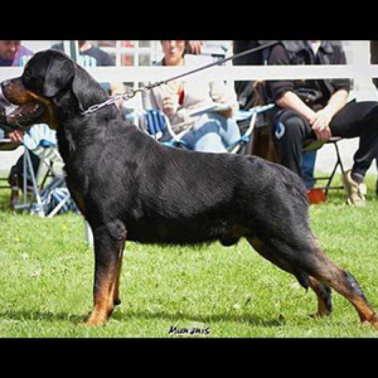 Campeonatos del Criadero Breogan Rottweiler.  Ch. Yago De Breogan.