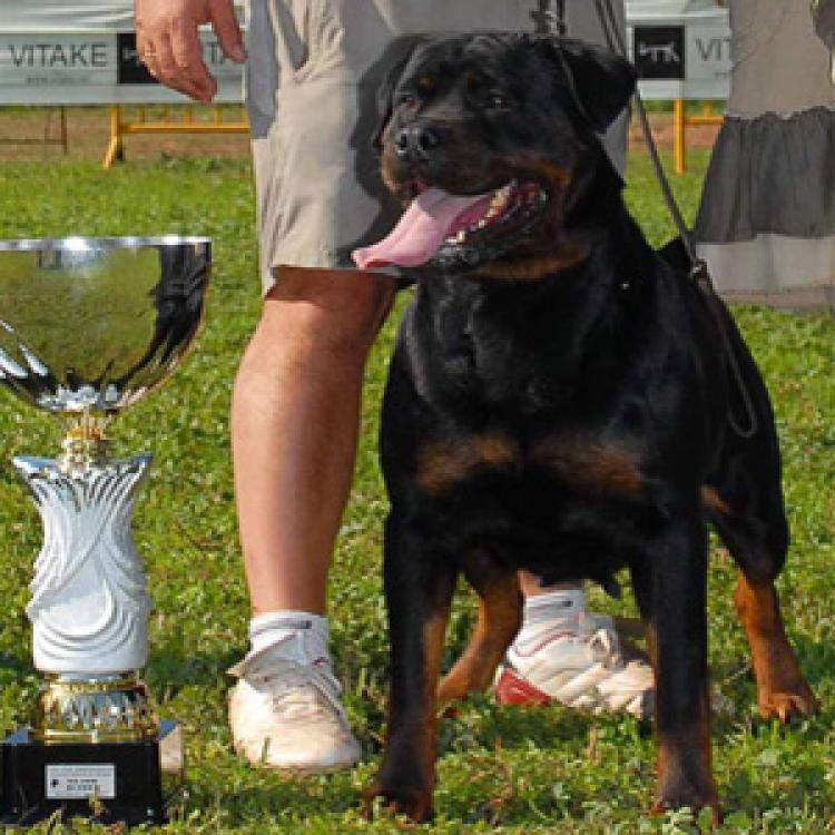 Campeonatos del Criadero Breogan Rottweiler.  Ch. Zefi De Breogan.