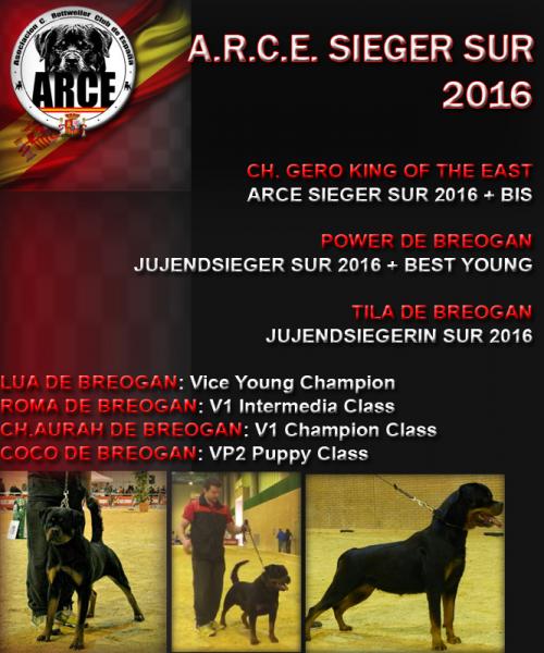 GERO KING OF THE EAST - ARCE Sieger 2016 + B.I.S..