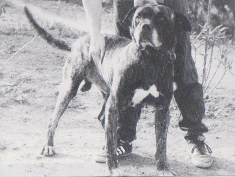 Historia del perro de Presa Canario Dogo Canario Dogo Canario. Fotos Historicas. Way.