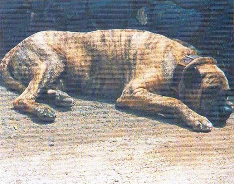 Historia del perro de Presa Canario Dogo Canario Dogo Canario. Satán.