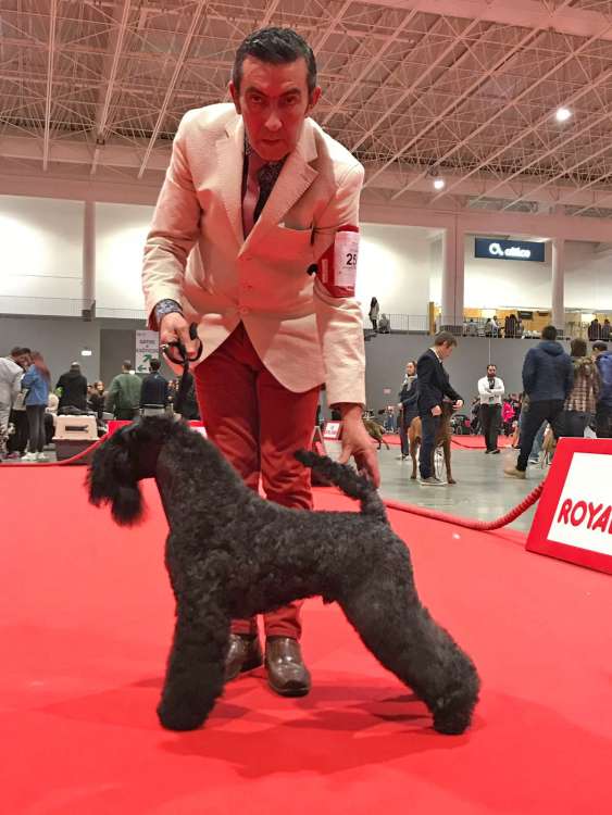 Con este resultado, hoy Purito ha terminado el Campeonato de Portugal. (p.h.).  Ch. La Cadiera En Estado Puro - Exc. 1º-CAC-CACIB-BOS.