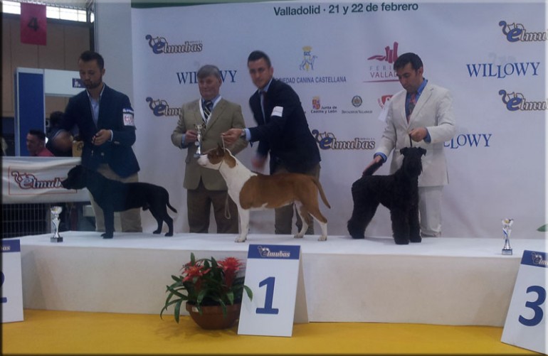  Ch. La Cadiera Geisha - MB 1ª - BOB Puppy Class - BOG 3rd.