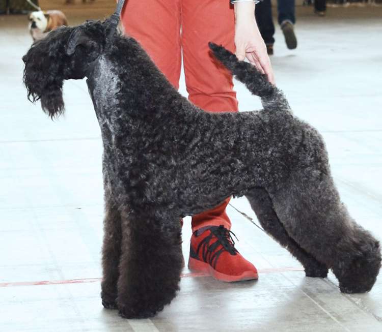 La Cadiera Made In Heaven - Exc. 2º - R.C.A.C. - 2º Mejor Macho.