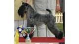 Kerry Blue Terrier. Multi Ch. Dinnyesvarosi Bad Boy