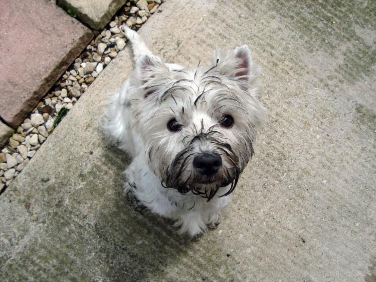 Como es la raza de perro West Highland White Terrier West Highland White Terrier con el morro sucio
