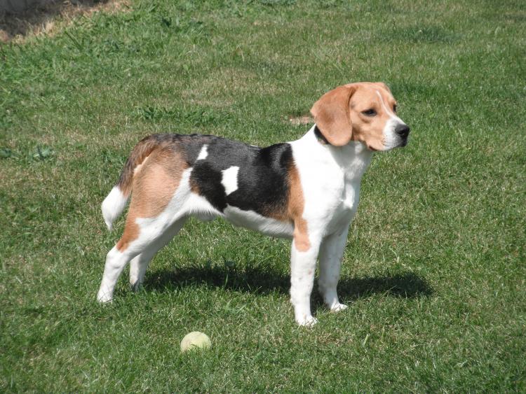 Como es la raza de perro Beagle Beagle.