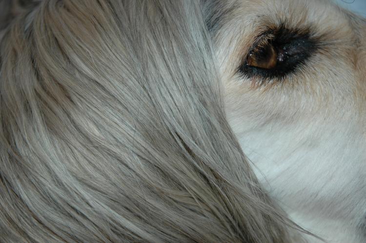 Como es la raza de perro Lebrel Afgano Detalle del ojo del Lebrel Afgano