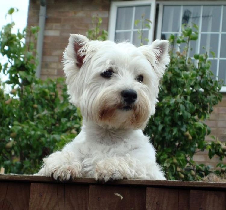 Como es la raza de perro West Highland White Terrier West Highland White Terrier en una valla