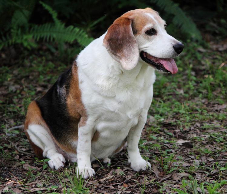 Como es la raza de perro Beagle Beagle.