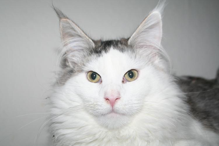 Como es la raza de gato Maine Coon Cabeza de Maine Coon blanco con manchas grises