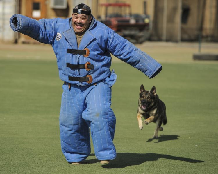 Como es la raza de perro Pastor Alemán Pastor Alemán en parte de su entrenamiento como perro de seguridad