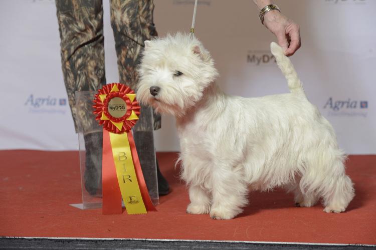 Como es la raza de perro West Highland White Terrier West Highland White Terrier en competición