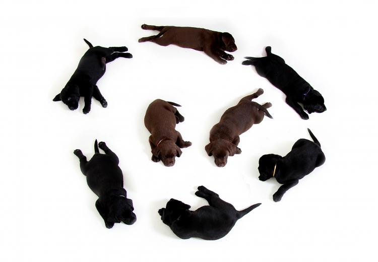 Como es la raza de perro Labrador Retriever Cachorros de Labrador Retriever color chocolate y negro