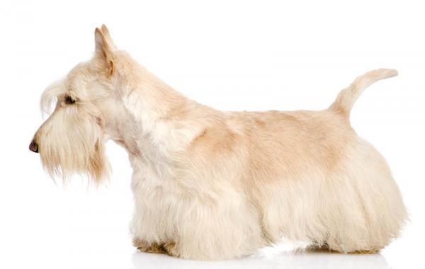 Como es la raza de perro Scottish Terrier Scottish Terrier trigo posando sobre fondo blanco