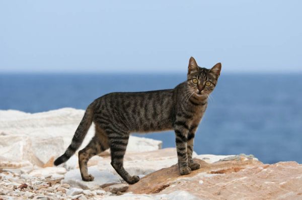 Gato Egeo atigrado en la playa
