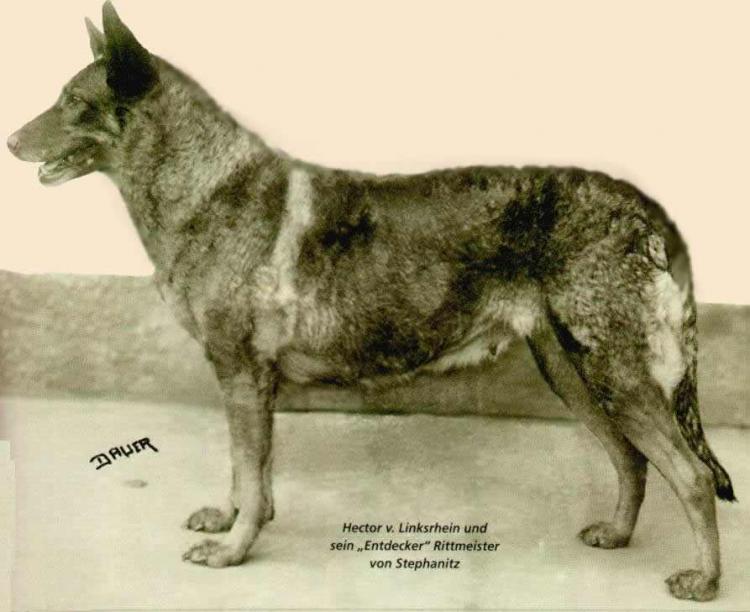Como es la raza de perro Pastor Alemán Horand von Grafrath el primer ejemplar de Pastor Alemán