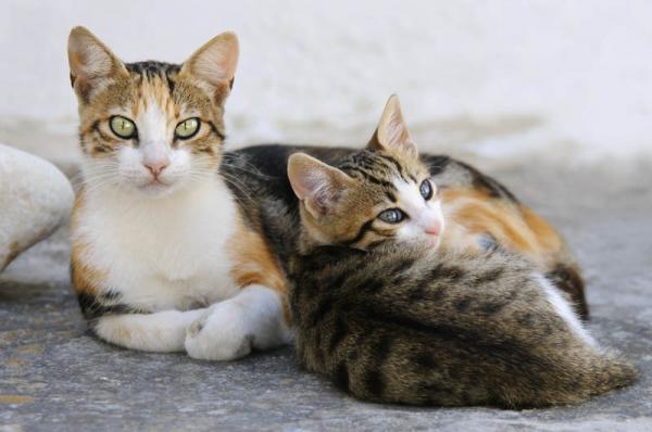 Como es la raza de gato Egeo Gatos Egeo atigrados  cría y adulto