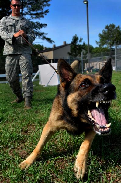 Como es la raza de perro Pastor Alemán Pastor Alemán con entrenamiento militar