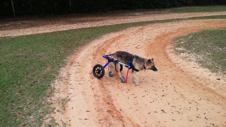 Como es la raza de perro Pastor Alemán Ejemplar de Pastor Alemán con problemas de movilidad