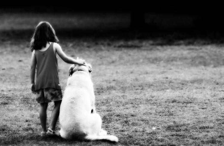 Como es la raza de perro Labrador Retriever Labrador Retriever junto a un niño