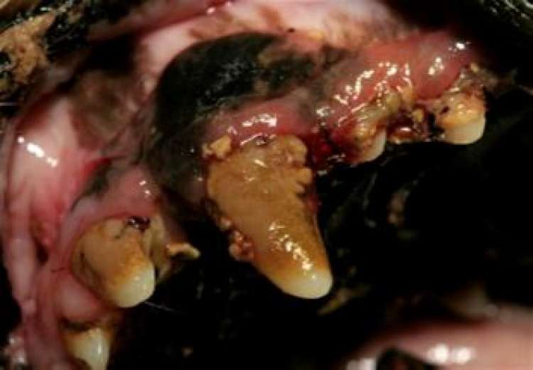 Mi mascota tiene mal aliento... Boca y dientes con sarro. Mi mascota tiene mal aliento Mi mascota tiene mal aliento... Boca y dientes con sarro. Mi mascota tiene mal aliento