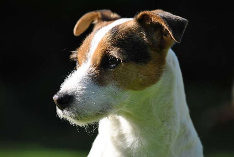 PARSON RUSSELL TERRIER