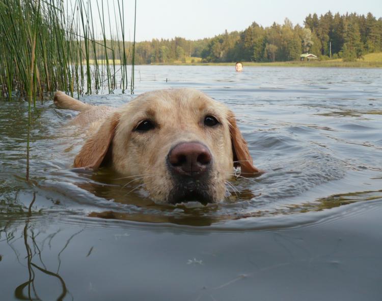 Como es la raza de perro Labrador Retriever Labrador Retriever color trigo nadando