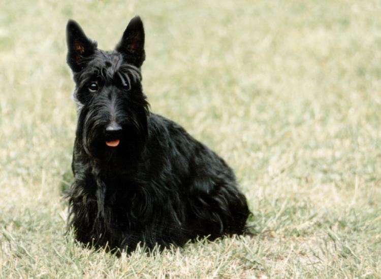 Como es la raza de perro Scottish Terrier Scottish Terrier sentado en la hierba