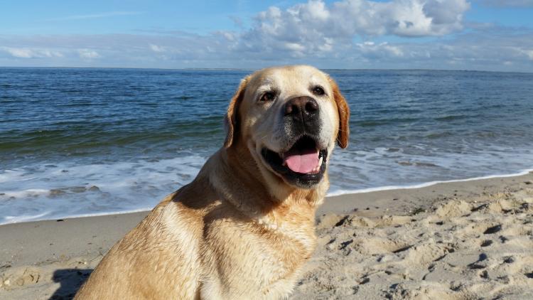Como es la raza de perro Labrador Retriever Labrador Retriever color trigo en la playa