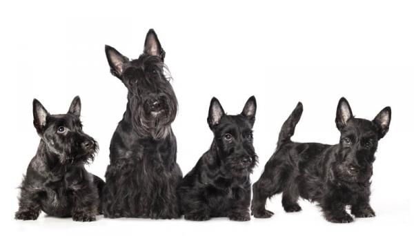Como es la raza de perro Scottish Terrier Cachorros de Scottish Terrier negro sobre fondo blanco