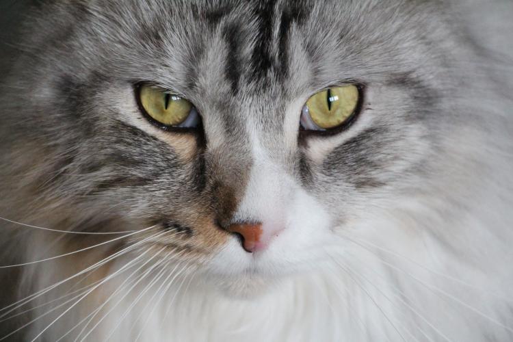 Detalle de la cara de un gato Maine Coon