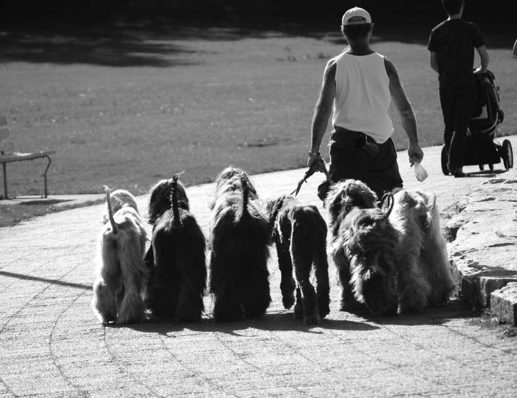 Como es la raza de perro Lebrel Afgano Lebrel Afgano. Seis Lebreles Afgano paseando (foto modificada)