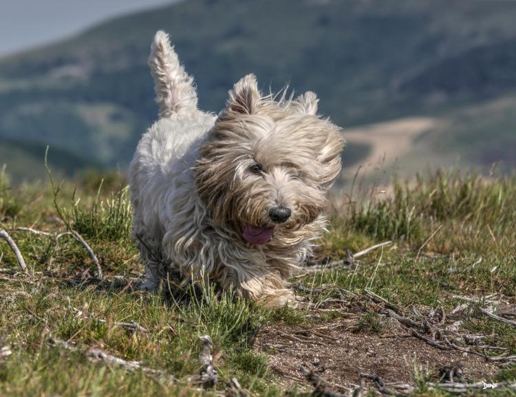 Como es la raza de perro West Highland White Terrier West Highland White Terrier sucio