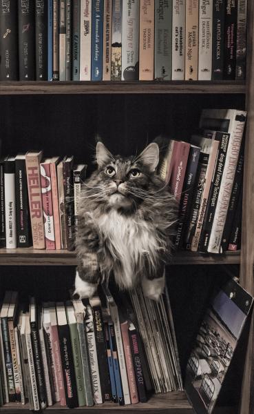 Como es la raza de gato Maine Coon Maine Coon entre libros