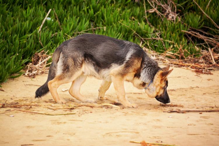 Como es la raza de perro Pastor Alemán Pastor Alemán olisqueando en la playa