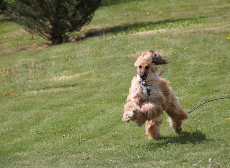 Como es la raza de perro Lebrel Afgano Lebrel Afgano corriendo en el césped (fotografía modificada)