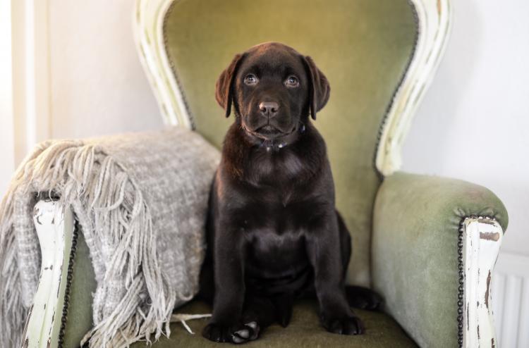 Como es la raza de perro Labrador Retriever Cachorro de Labrador Retriever color negro sentado