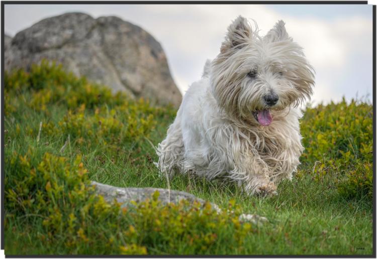 Como es la raza de perro West Highland White Terrier West Highland White Terrier corriendo