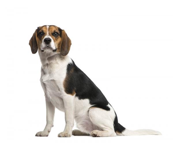Como es la raza de perro Beagle Beagle. 