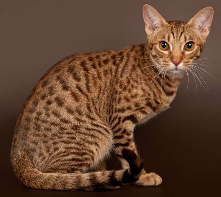 Cómo es la raza del gato Ocicat o gato Ocelote Gato Ocicat (Imagen Natified.com)