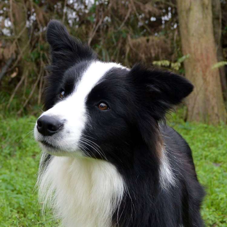 Border Collie. Eyes Of The World Save The Last Dance For Me.