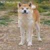 Akita Inu