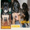 SIMÓN, SIRIUS (ADOPTADO) Y SAMOA