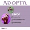 Choco Choco