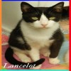 Lancelot Lancelot