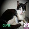 Oliver