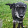 Collie