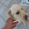 Cachorrilla encontrada