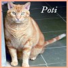 Poti